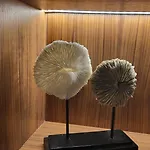 Star Champs-Elysées